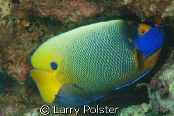 Blue face angelfish, D70s, twin D-125 strobes by Larry Polster 